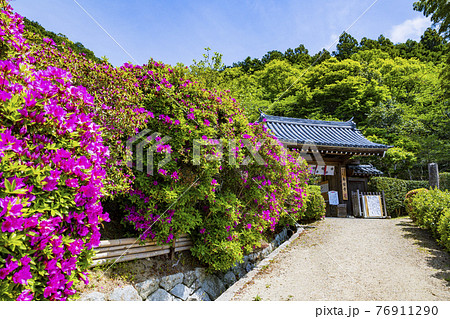 つつじ満開の関西花の寺　船宿寺 76911290