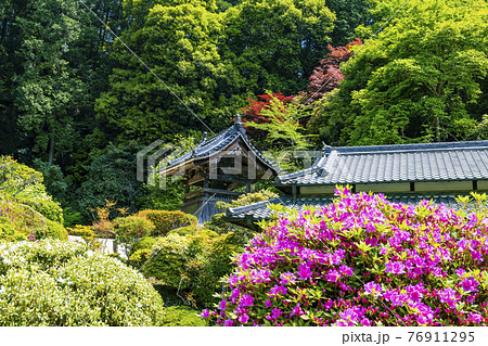 つつじ満開の関西花の寺 船宿寺の写真素材