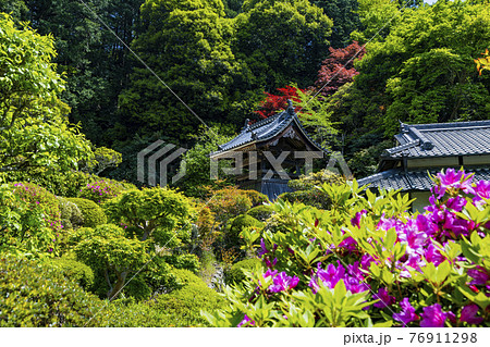つつじ満開の関西花の寺 船宿寺 つつじ満開の関西花の寺 船宿寺 76911298