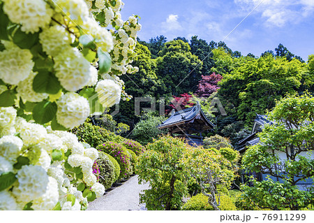 つつじ満開の関西花の寺 船宿寺の写真素材