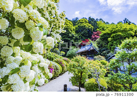 つつじ満開の関西花の寺 船宿寺の写真素材