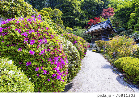 つつじ満開の関西花の寺 船宿寺の写真素材