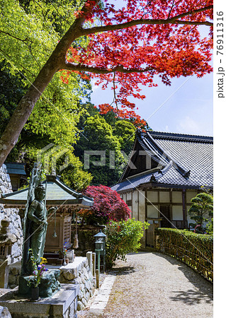 つつじ満開の関西花の寺 船宿寺の写真素材