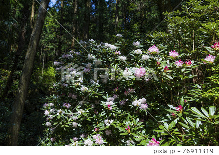 つつじ満開の関西花の寺　船宿寺 76911319