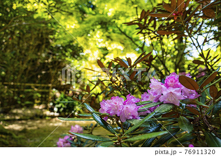 つつじ満開の関西花の寺　船宿寺 76911320