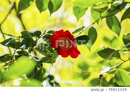 つつじ満開の関西花の寺　船宿寺 76911329