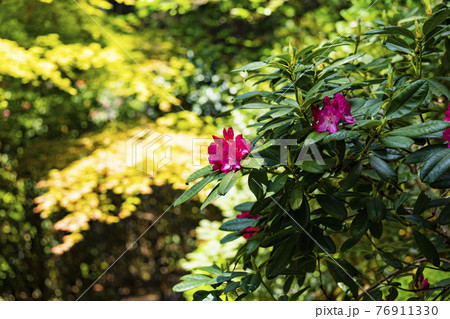 つつじ満開の関西花の寺 船宿寺 つつじ満開の関西花の寺 船宿寺 76911330