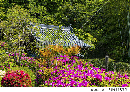 つつじ満開の関西花の寺 船宿寺の写真素材