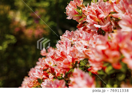 つつじ満開の関西花の寺　船宿寺 76911338