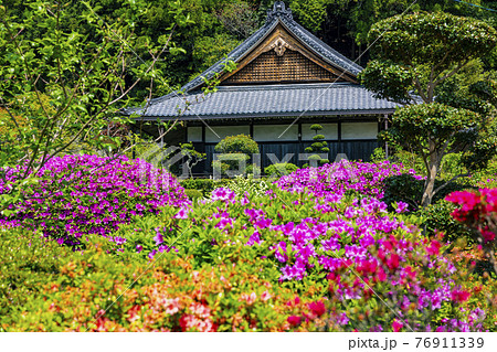 つつじ満開の関西花の寺　船宿寺 76911339