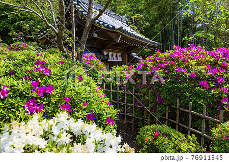 つつじ満開の関西花の寺　船宿寺 76911345