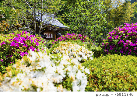 つつじ満開の関西花の寺 船宿寺の写真素材