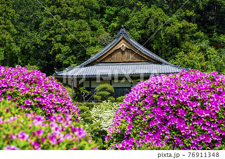 つつじ満開の関西花の寺　船宿寺 76911348