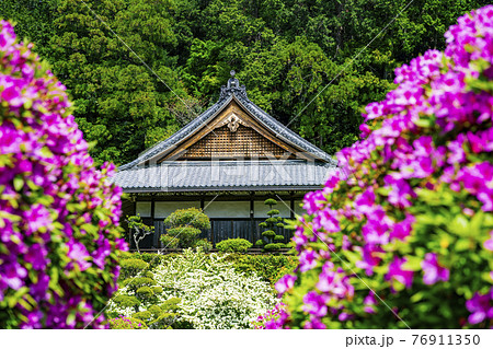 つつじ満開の関西花の寺　船宿寺 76911350
