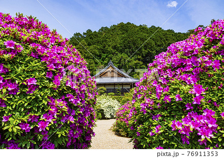 つつじ満開の関西花の寺　船宿寺 76911353