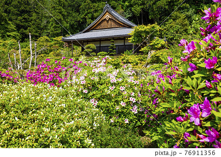 つつじ満開の関西花の寺　船宿寺 76911356