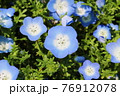ネモフィラ 76912078