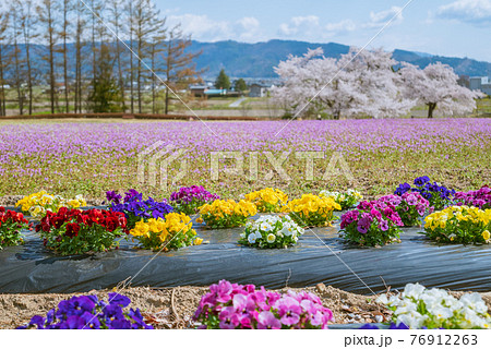 【ホトケノザの群生】花で彩られた安曇野ちひろ公園【背景ボケ】 76912263