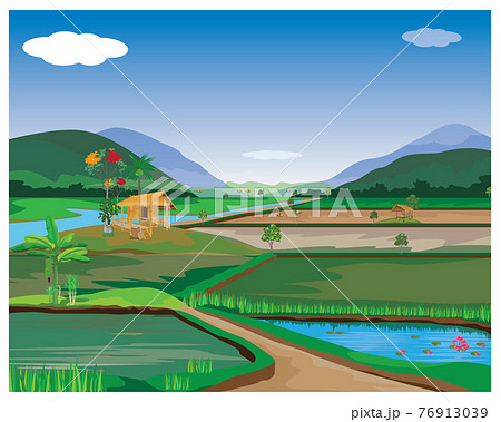 paddy field vector design 76913039