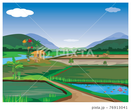 paddy field vector design 76913041