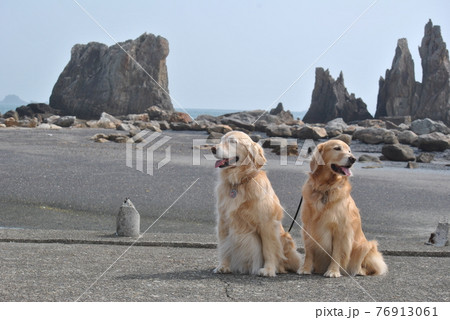 和歌山の海と犬 76913061