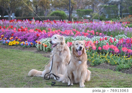 春の花壇の前でおすわりする犬 春の花壇の前でおすわりする犬 76913063