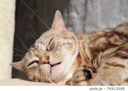 日向ぼっこで今にも寝落ちしそうな雰囲気の猫アメリカンショートヘアブラウンタビー 76913086