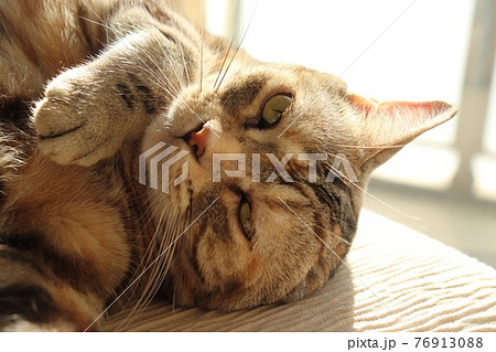 寝ぼけ眼で考え事をしている表情の猫アメリカンショートヘアシルバーパッチドタビー 76913088