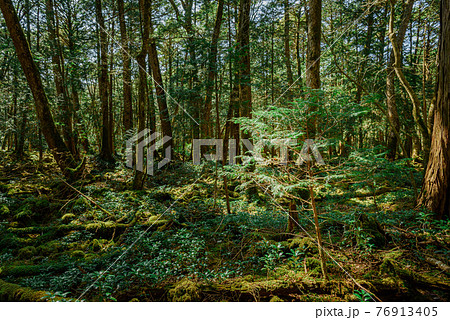 山梨県 青木ヶ原樹海の 深い森の奥の写真素材