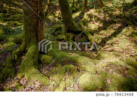 (山梨県)青木ヶ原樹海に生える木の根と付着する苔 (山梨県)青木ヶ原樹海に生える木の根と付着する苔 76913408