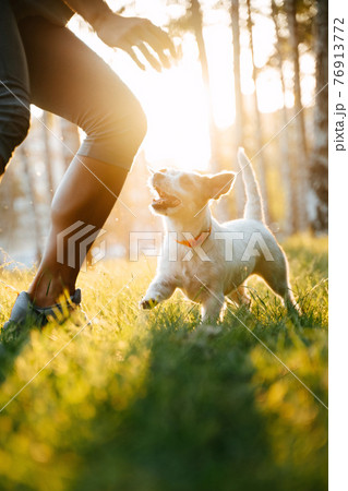 Dog breed jack russell runs on green grass. Dog breed jack russell runs on green grass. 76913772