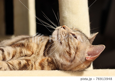 フフンと言いたげな表情の猫アメリカンショートヘアシルバーパッチドタビー フフンと言いたげな表情の猫アメリカンショートヘアシルバーパッチドタビー 76913948