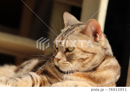 どっしり落ち着いた雰囲気の猫アメリカンショートヘアシルバーパッチドタビー どっしり落ち着いた雰囲気の猫アメリカンショートヘアシルバーパッチドタビー 76913951