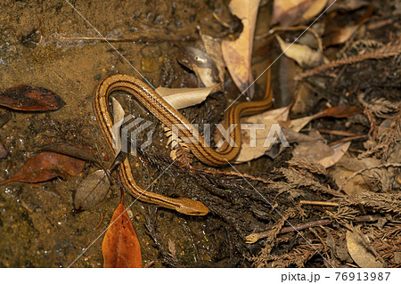 シマヘビ 76913987