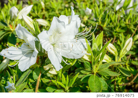 白いツツジの花の写真素材