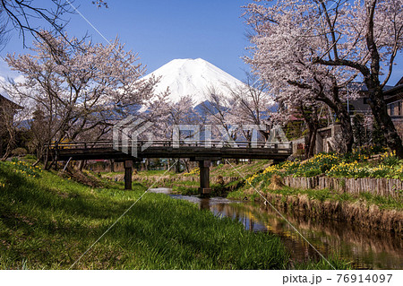 春の桜咲く忍野村桂川から雪を頂いた富士山 春の桜咲く忍野村桂川から雪を頂いた富士山 76914097
