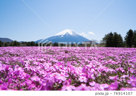 富士山と芝桜 76914107