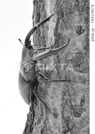 マンディブラリスフタマタクワガタ マンディブラリスフタマタクワガタ 76914678