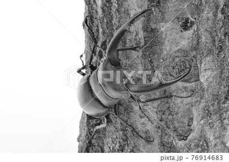 マンディブラリスフタマタクワガタ マンディブラリスフタマタクワガタ 76914683