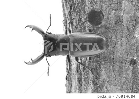 マンディブラリスフタマタクワガタ マンディブラリスフタマタクワガタ 76914684