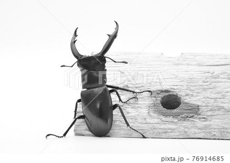 マンディブラリスフタマタクワガタ マンディブラリスフタマタクワガタ 76914685