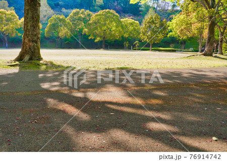 昼の太陽の光で伸びる公園の木の陰 昼の太陽の光で伸びる公園の木の陰 76914742