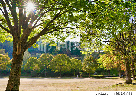 明るい太陽に照らされる公園の緑樹 明るい太陽に照らされる公園の緑樹 76914743