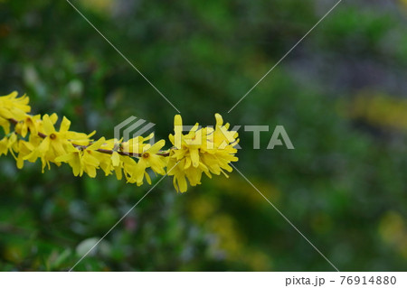 黄金色の花が爆発するように咲く 76914880