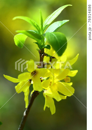 黄金色の花が爆発するように咲く 76914886