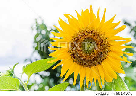 大輪のひまわり 76914976
