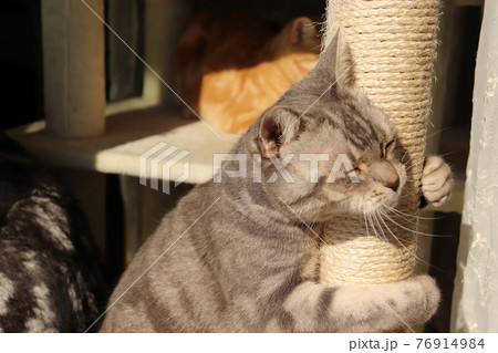 猫の爪とぎを愛してやまない猫アメリカンショートヘアブルータビー 猫の爪とぎを愛してやまない猫アメリカンショートヘアブルータビー 76914984
