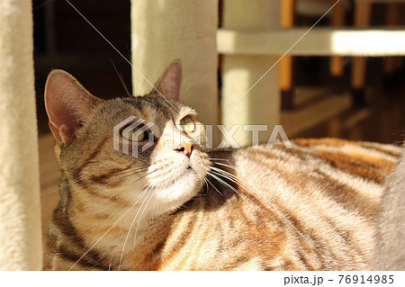 顔に光が当たる美猫アメリカンショートヘアシルバーパッチドタビー 顔に光が当たる美猫アメリカンショートヘアシルバーパッチドタビー 76914985