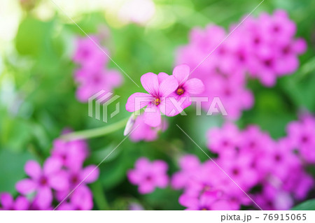 イモカタバミ イモカタバミ 76915065