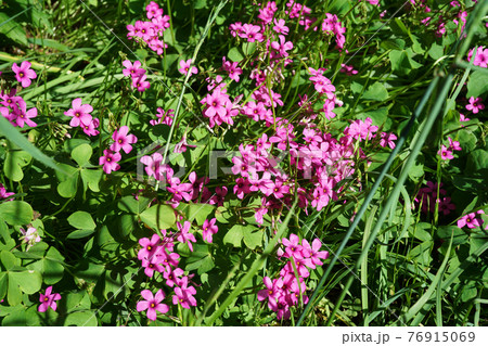 イモカタバミ 76915069